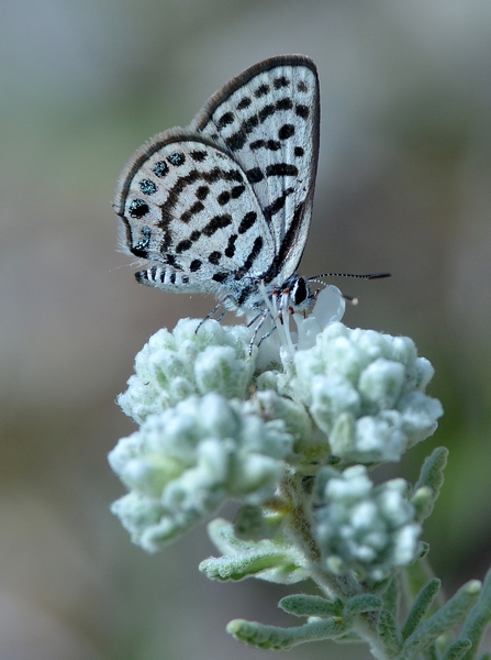 Tarucus balkanicus, Lycaenidae